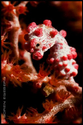 My little friend under Seaventures in Mabul! by Soren Egeberg 